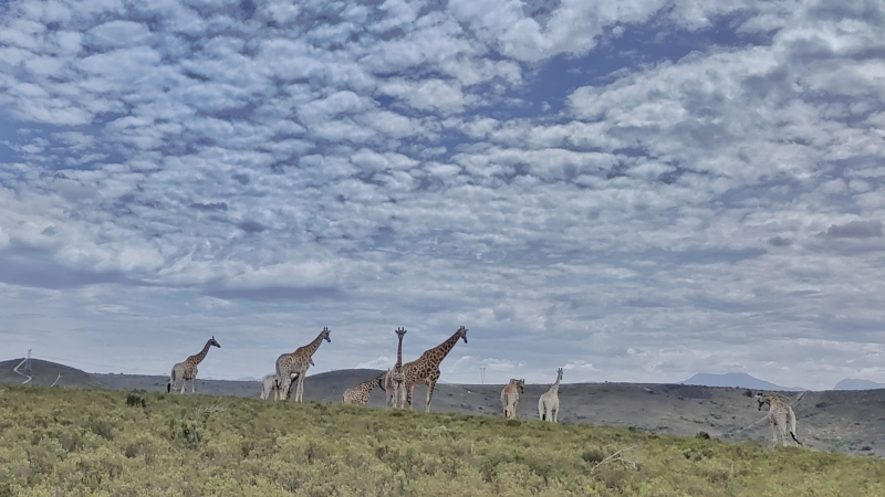 Garden Route Safari Camp