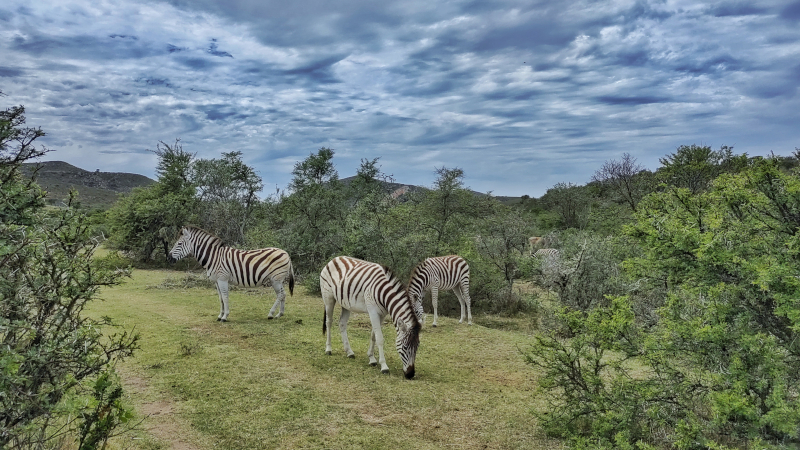 Garden Route Safari Camp